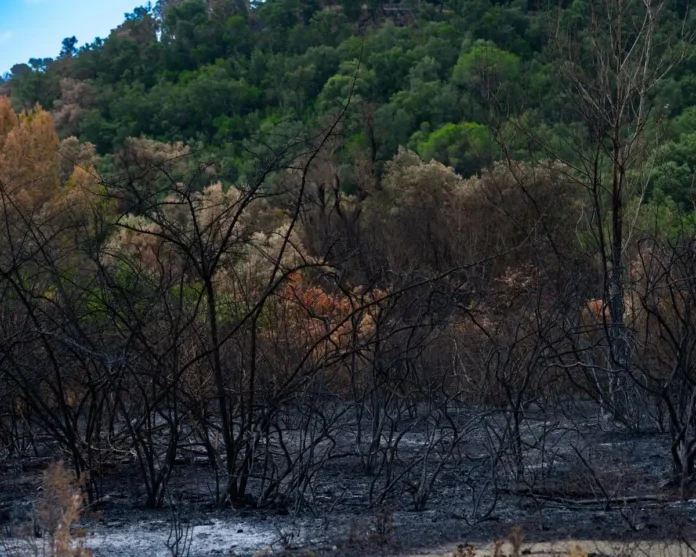 Dégâts causés par un incendie de forêt : débris et structures endommagées avec documents administratifs au premier plan