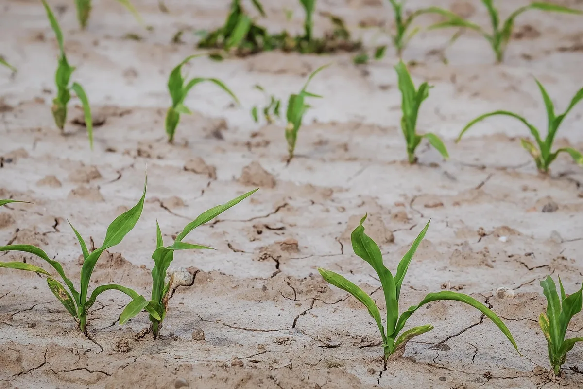 Champ agricole sec avec cultures affectées par la sécheresse, agriculteur lointain