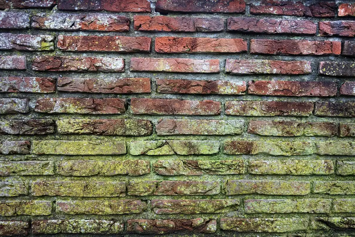 Photographies datées d'un mur avec moisissures et lettre adressée au bailleur